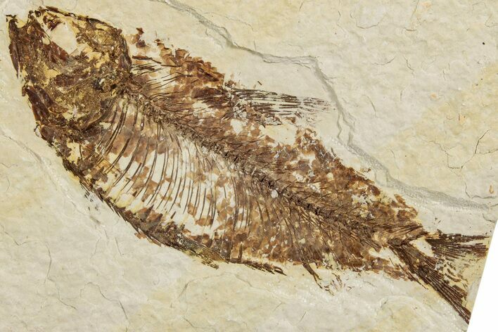 Fossil Fish (Knightia) - Wyoming #233156